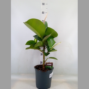 Ficus elastica 'Cloe'