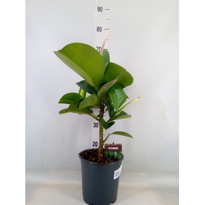 Ficus elastica 'Cloe'