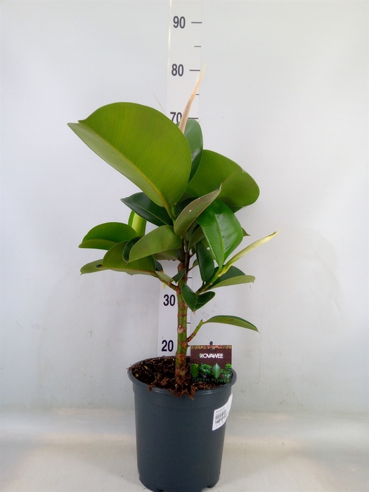 <h4>Ficus elastica 'Cloe'</h4>