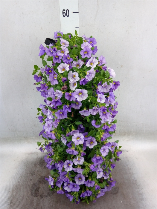 <h4>Calibrachoa   ...</h4>