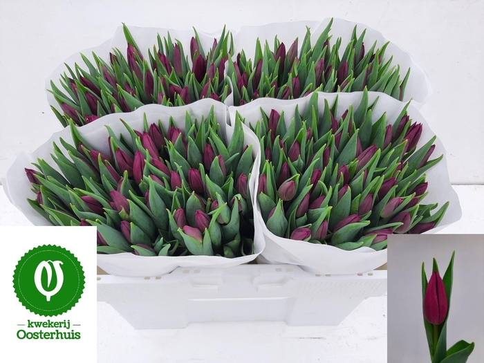 <h4>TU EN LAPTOP</h4>