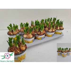 NARCIS O TETE A TETE