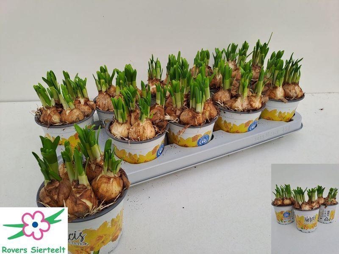 <h4>NARCIS O TETE A TETE</h4>