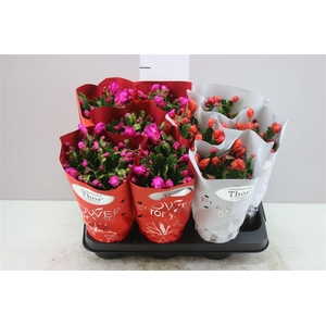 Schlumbergera Gemengd 2 Kleuren