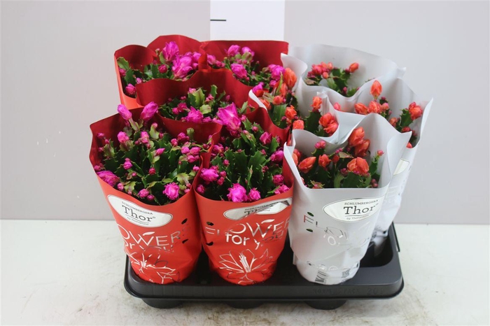 <h4>Schlumbergera Gemengd 2 Kleuren</h4>