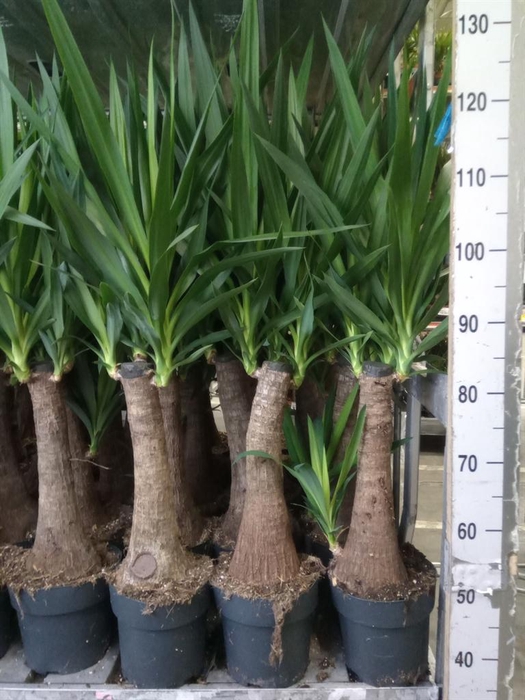 <h4>Yucca   ...</h4>