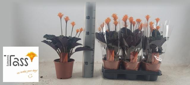 <h4>CALAT CROCATA</h4>