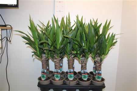 <h4>Yucca 20 Cm Meerkop</h4>
