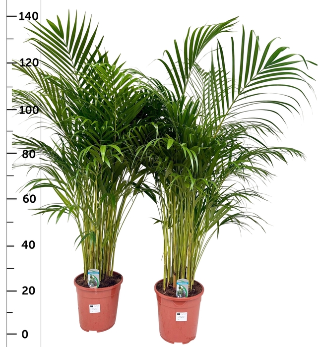 <h4>DYPSIS LUTESCENS</h4>