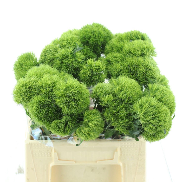 <h4>Di Barb Kiwi Mellow</h4>