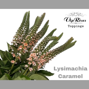 LYSIMACHIA CARAMEL x50