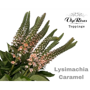 Lysimachia Caramel