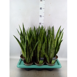 Sansevieria trifa.   ...