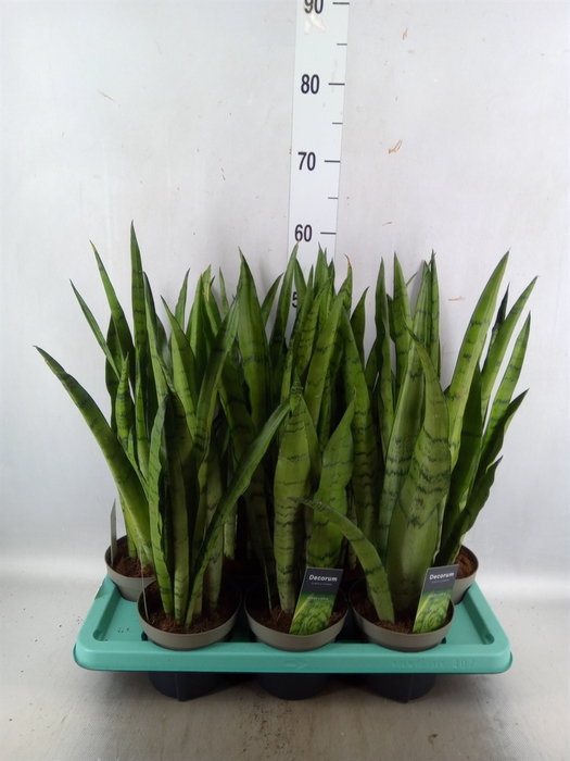 <h4>Sansevieria trifa.   ...</h4>