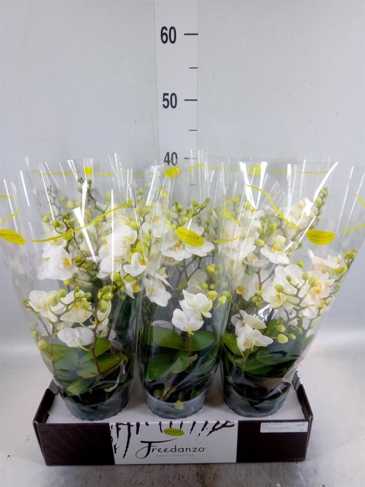 <h4>Phalaenopsis multi.   ...white</h4>