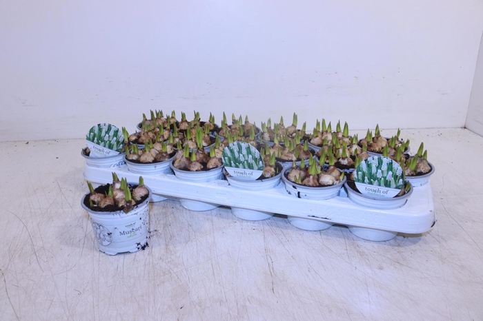 <h4>MUSCAR WHITE MAGIC</h4>