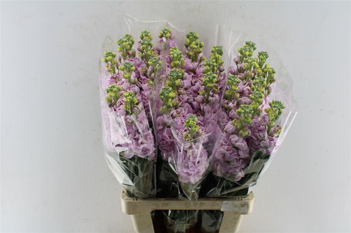 <h4>Matth Iron Light Pink</h4>