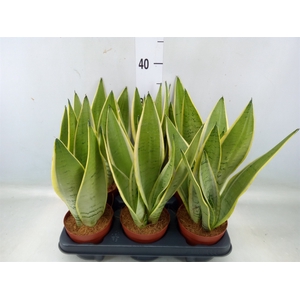 Sansevieria trifa.   ...