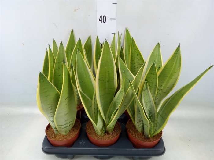 <h4>Sansevieria trifa.   ...</h4>