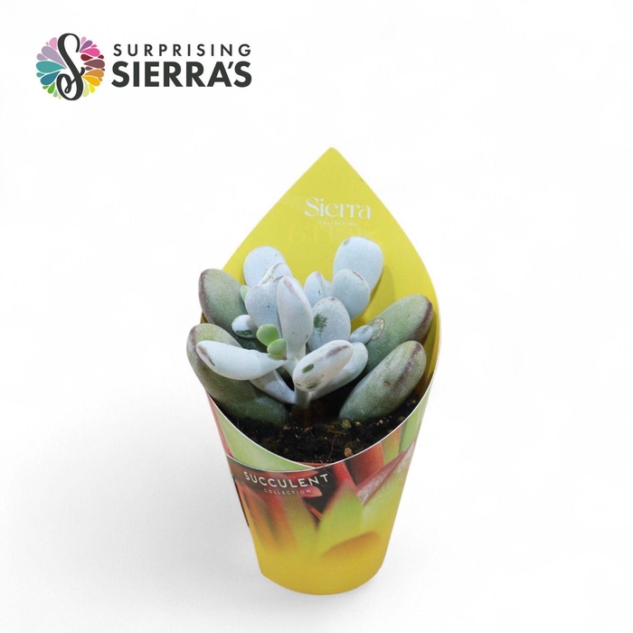 Cotyledon Orbiculata Higginsiae (Sierra) Sierra Coll. Potcover