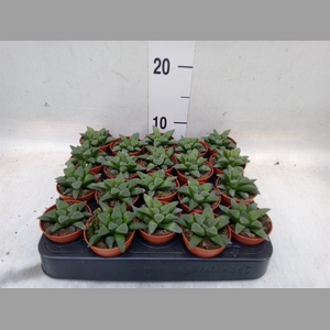 Haworthia   ...