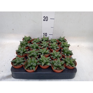 Haworthia   ...