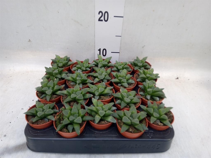 <h4>Haworthia   ...</h4>