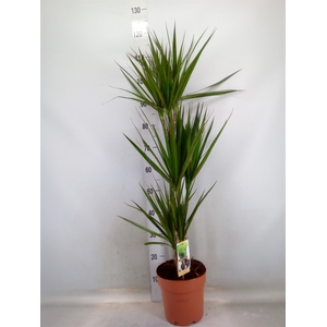 Dracaena marg.