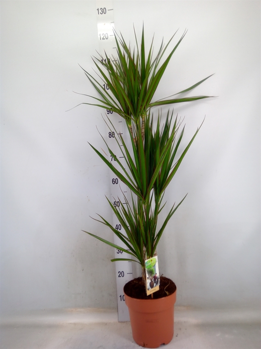 <h4>Dracaena marg.</h4>