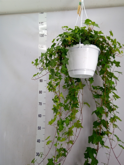<h4>Hedera helix 'Pittsburgh'</h4>