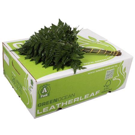 <h4>Lederv. Small</h4>