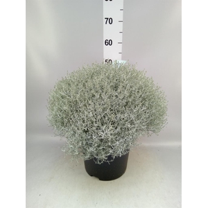 Leucophyta brownii 'Silvercalos'
