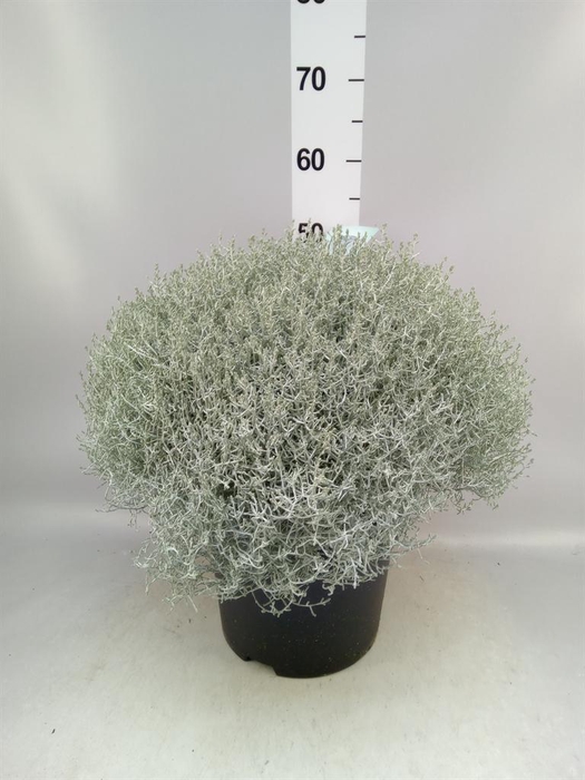 <h4>Leucophyta brownii 'Silvercalos'</h4>