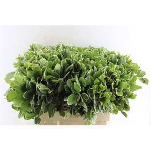 Pittosporum Ilan