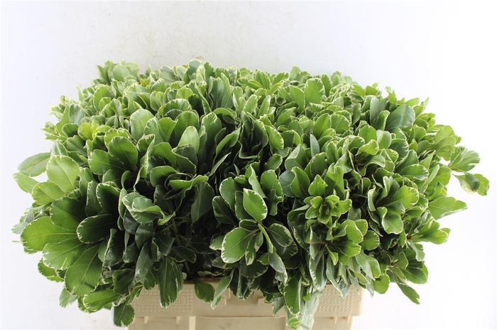 <h4>Pittosporum Ilan</h4>
