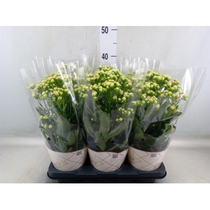 Kalanchoe  'MoreFlow Sunny Pink'