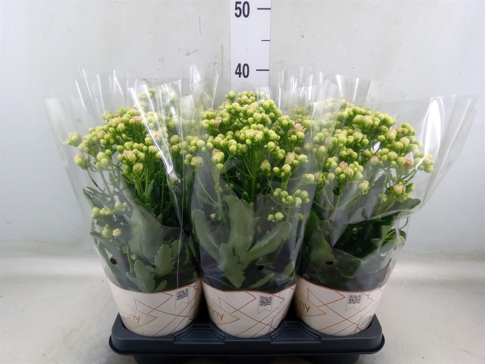 <h4>Kalanchoe  'MoreFlow Sunny Pink'</h4>