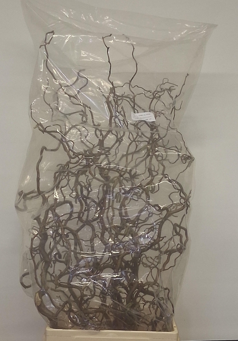 <h4>CORYL AV CONTORTA</h4>