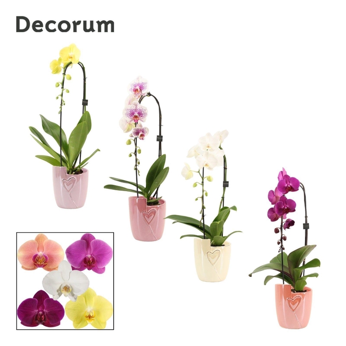 <h4>Phalaenopsis cascade 1 tak mix in Joa (Special moods-collection)</h4>
