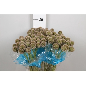 Scabiosa Stellata Zd