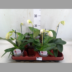 Paphiopedilum   ...