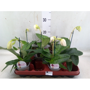 Paphiopedilum   ...