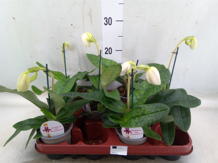 <h4>Paphiopedilum   ...</h4>