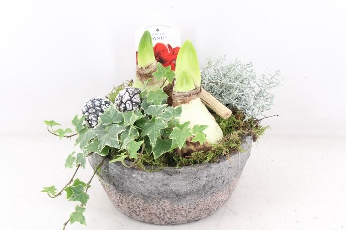 <h4>arr4 Amaryllis VL - Keramiek schaal</h4>