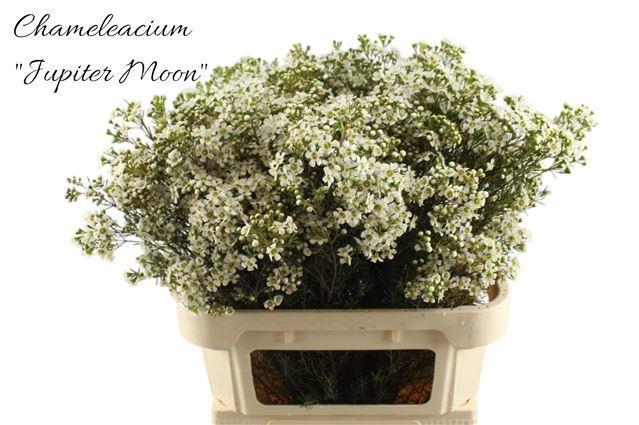 <h4>CHAME UN JUPITE MOON</h4>