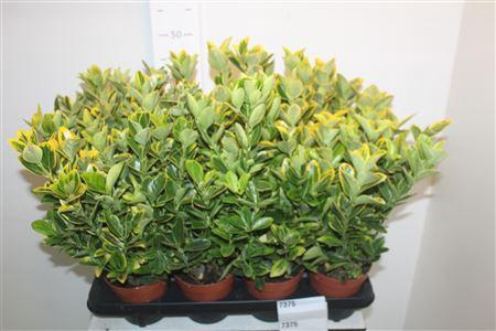 <h4>Euonymus Ja Aureus</h4>