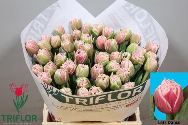 <h4>TU DU LETS DANCE</h4>