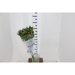 ALSTROEMERIA DECORA 080 CM ROSA