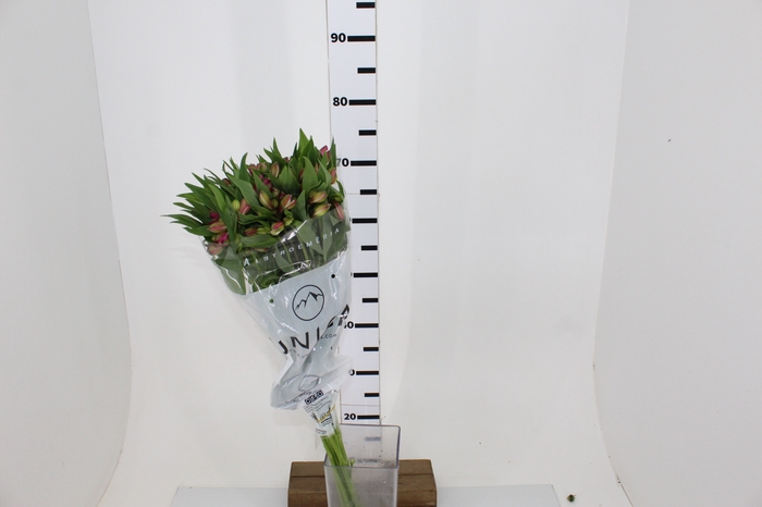 ALSTROEMERIA DECORA 080 CM ROSA