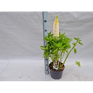 Lupinus 'West Country' Polar Princess - 23 cm